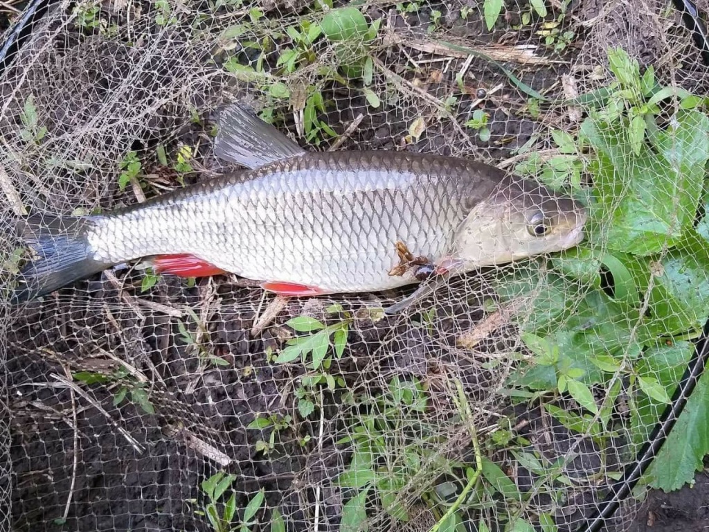 Как и на что ловить голавля фидером весной. Не спортивный способ ловли на хлеб и не только... (9).jpg